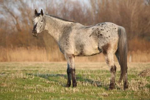 Gorgeous appaloosa standing in nature Stock Photos