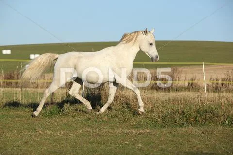 Gorgeous arabian horse running on autumn pasturage Stock Photos