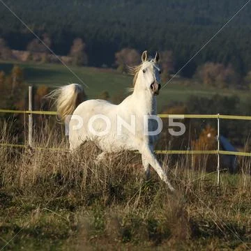 Gorgeous arabian horse running on autumn pasturage Stock Photos