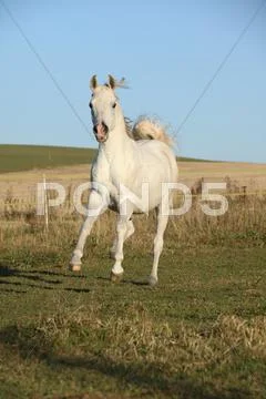 Gorgeous arabian horse running on autumn pasturage Stock Photos