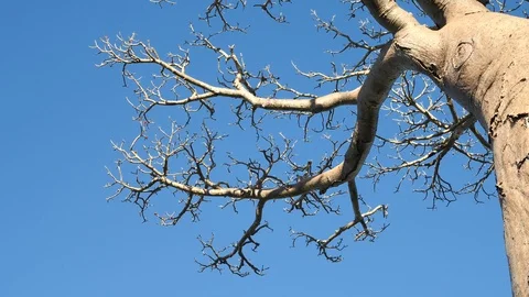 Gorgeous Baobab Tree Branches, View from the Base, Closeup Stock Footage 117002683
