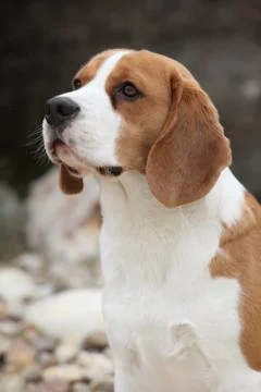 Gorgeous beagle looking Stock Photos