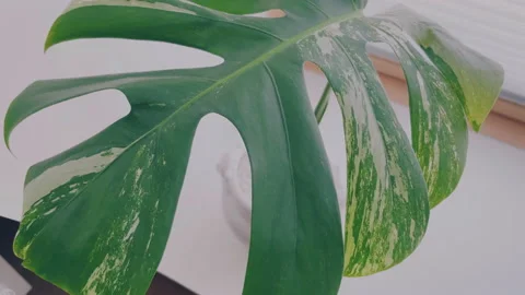 A gorgeous big Monstega Variegata leaf closeup Stock Footage