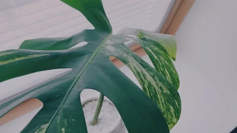 A gorgeous big Monstega Variegata leaf closeup Stock Footage 153201601