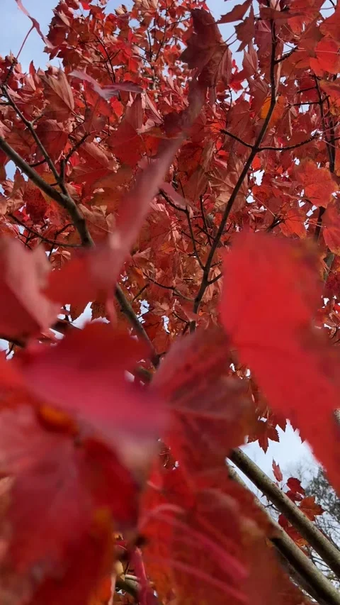 Gorgeous, Bright Red Tree Stock Footage 263656406