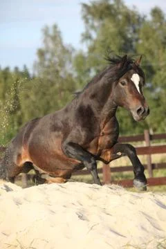 Gorgeous brown welsh cob jumping Stock Photos