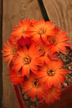 Gorgeous cactus bloom Stock Photos