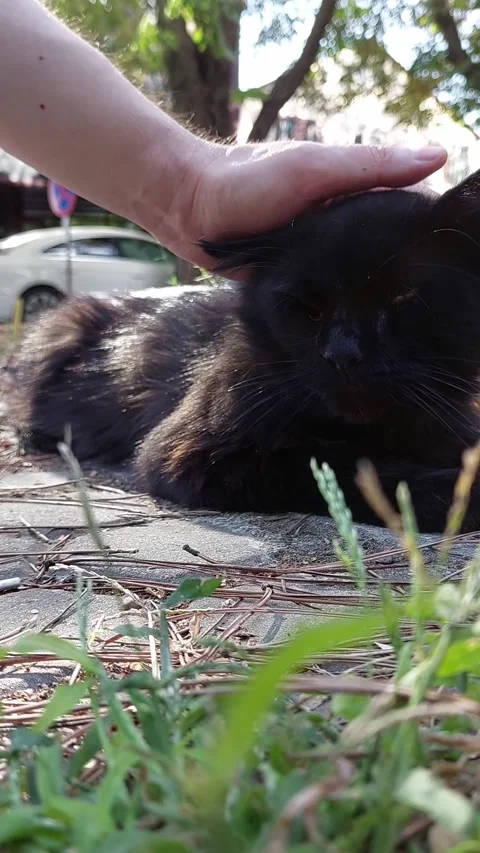 Gorgeous cat Video stock 229788791