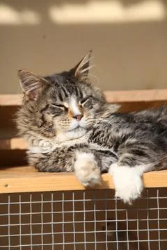Gorgeous cat lying Stock Photos