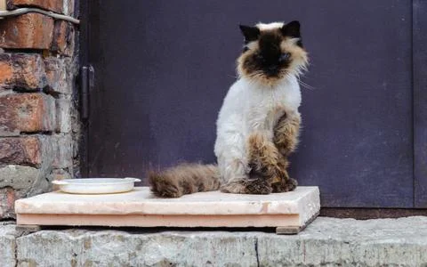 Gorgeous cat Stock Photos