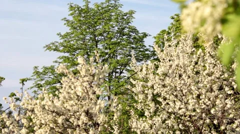 Gorgeous Cherry Tree In Bloom    Stock Footage 49842556