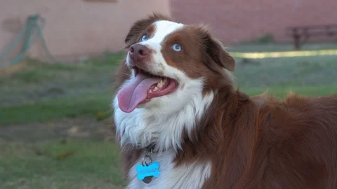 Gorgeous clip of brown and white dog Australian Shepherd K9, blue eyes and red Vidéo 109475868