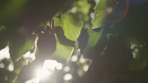 Gorgeous close up of a leaf with the sun behind 動画素材 139239384