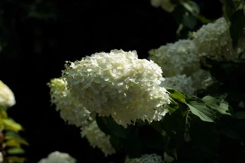 A Gorgeous Close-Up of Lush White Hydrangea Blooms Illuminated by Natural Stock Photos