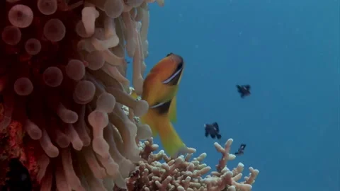 Gorgeous-colored fish under Red Sea, near coral ecosystem. Stock Footage 235889117