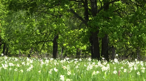 Gorgeous daffodils meadow, green trees Stock Footage 39716466