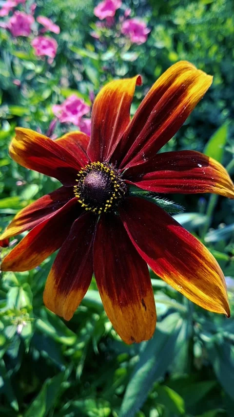 A gorgeous dark red and orange rudbeckia flower sways lightly against a gree Stock Footage 337966204