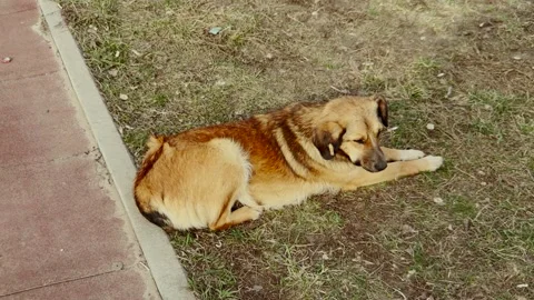 Gorgeous dog resting on the ground, Canine companion enjoying nature, Quiet Stock Footage 317192567