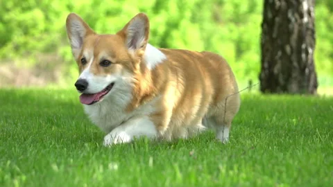 Gorgeous dog walks Stock Footage 107924643