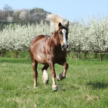 Gorgeous draft horse running in front of flowering trees Stock Photos