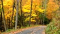 gorgeous fall colors scenic one way forest road 4k or 4k+ Resolution