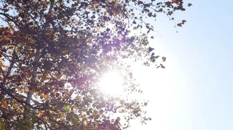 Gorgeous Fall Colors on the Trees Video stock 40723368