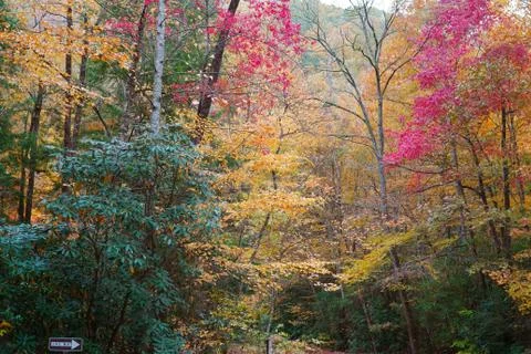 Gorgeous Fall Foliage Foto stock