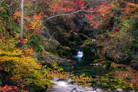 Gorgeous fall scene. The fall colors look great in the deep woods. View of a Stock Photos