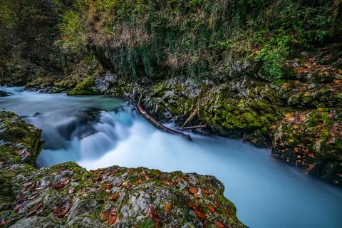 Gorgeous fall scene. The fall colors look great in the deep woods. View of a Stock Photos
