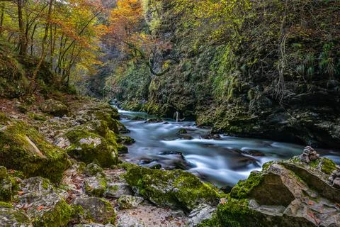 Gorgeous fall scene. The fall colors look great in the deep woods. View of a Stock Photos