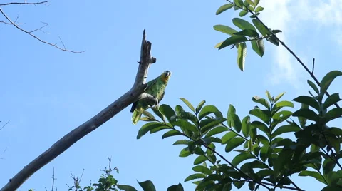 Gorgeous Festive Parrot Stock Footage 45282773