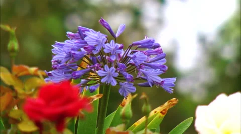 Gorgeous Flower 動画素材 45863535