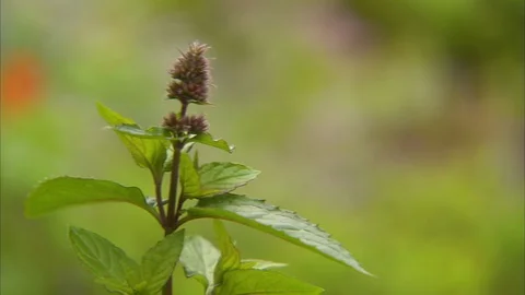 Gorgeous flower in macro shot Stock Footage 87735450