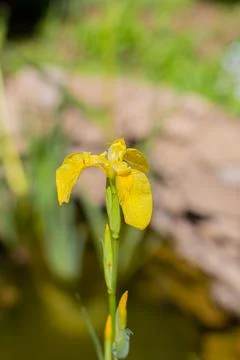 Gorgeous flower yellow iris-Iris pseudacorus Stock Photos