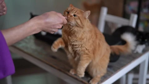 Gorgeous fluffy ginger cat stands on hind legs to gently take delicious treat Stockbeeldmateriaal 342771478