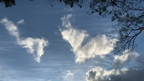 Gorgeous fluffy white clouds and tree branches blowing in breeze Stock Footage 146756907