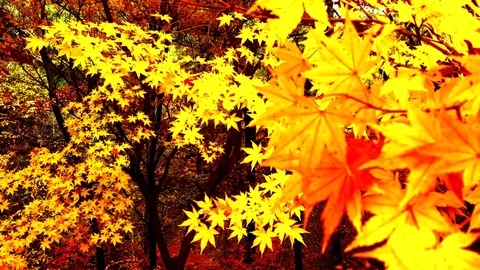 Gorgeous foliage: Vidéo 80148995