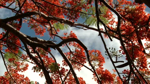 Gorgeous Stock Footage 768327