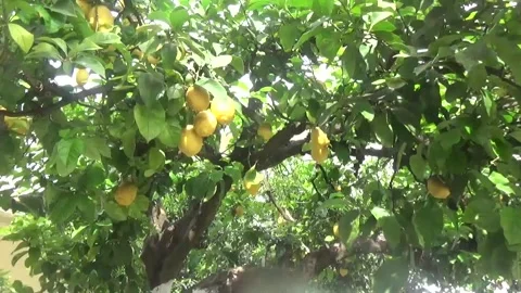 Gorgeous fruit tree with ripe heavy lemons on the branches Stock Footage 311523372