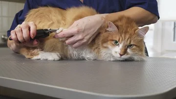 Gorgeous ginger cat having his claws cut by a professional vet Stock Footage 85644584