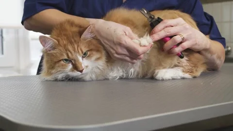 Gorgeous ginger cat having his claws expertly trimmed by a caring veterinarian Stock Footage 311943398