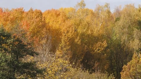 Gorgeous Golden Birch Tree Fall Foliage Stock Footage 235051444
