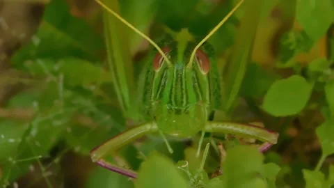 Gorgeous Grasshopper Video stock 237523748