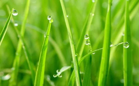 Gorgeous green grass Stock Photos