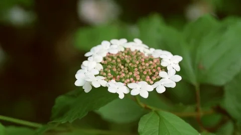 Gorgeous Guelder Rose Stock Footage 83496589