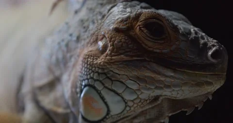 Gorgeous iguana is looking around, close up view of a huge lizard, 4k Stock Footage 158165148