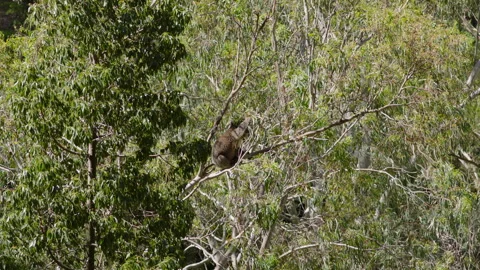 Gorgeous koala keeps balance in Eucalyptus tree, Australia, Mt Lofty Ranges Stock Footage 236350418