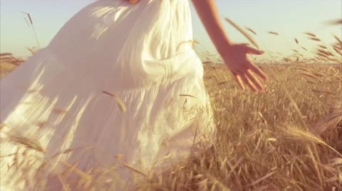 Gorgeous lady caressing corn field walking at sunset Stock Footage 63297049