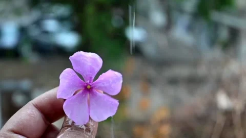 Gorgeous Lavender in a Woman's Hand as It Pours Rain Stock Footage 159768834