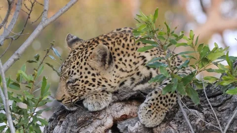 Gorgeous Leopard Snoozing Stock Footage 146584502